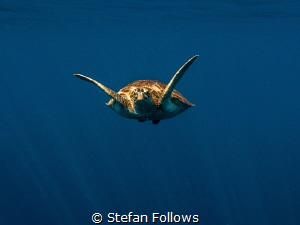 One day I'll fly away. Green Turltle - Chelonia mydas. Ko... by Stefan Follows 